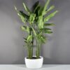 69790.36.MBW_.Casablanca.Bowls1_.wplants 69790.36.MBW .Casablanca.Bowls1 .wplants