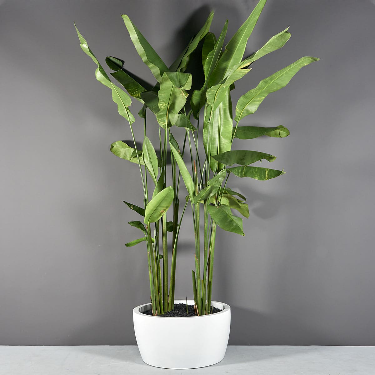 69790.36.MBW_.Casablanca.Bowls1_.wplants 69790.36.MBW .Casablanca.Bowls1 .wplants