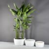69790.Set_.MBW_.Casablanca.Bowls1_.wplants 69790.Set .MBW .Casablanca.Bowls1 .wplants