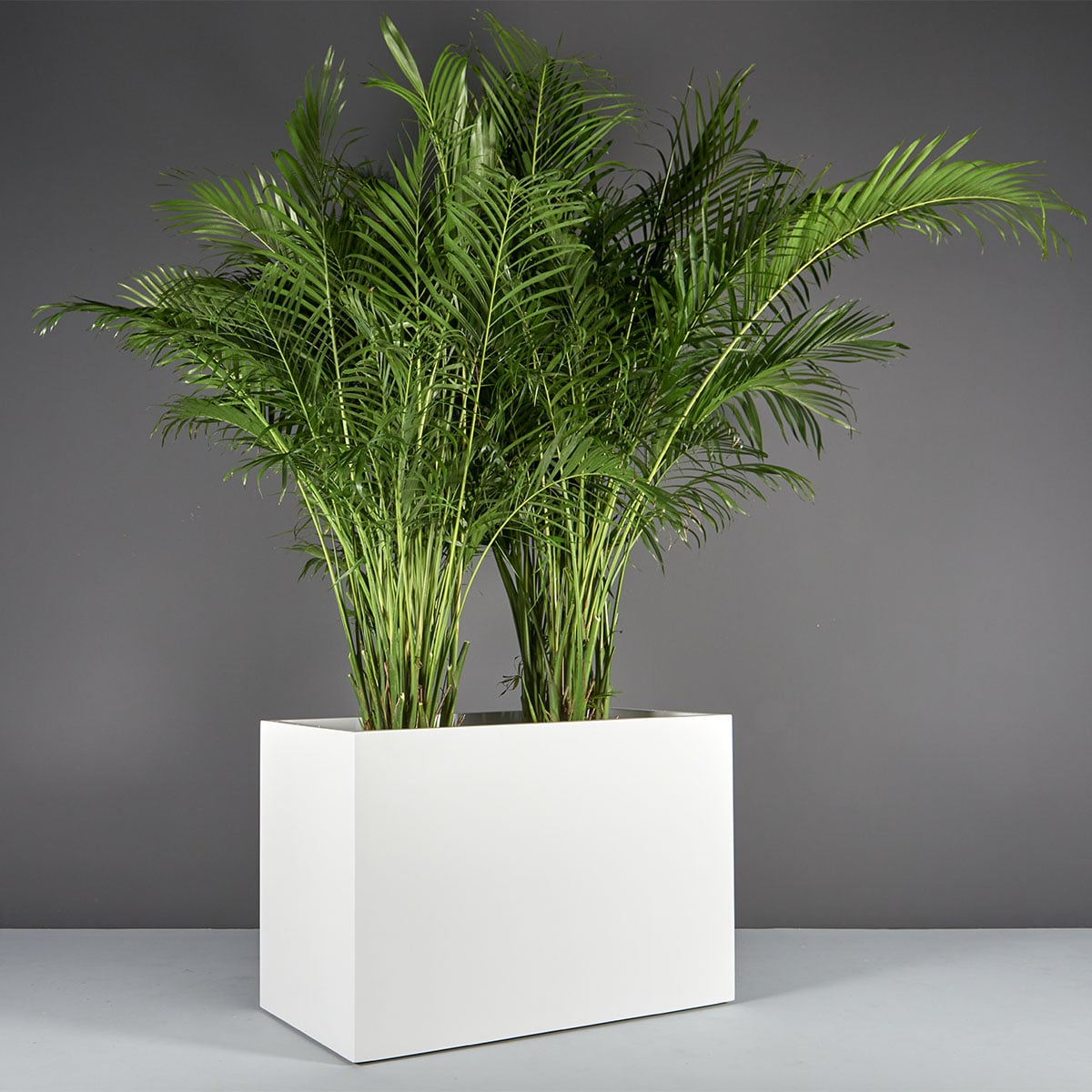70300.48.MBW_.Brisbane1.wplants-1 70300.48.MBW .Brisbane1.wplants 1