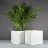 70300.Set_.MBW_.Brisbane1.wplants 70300.Set .MBW .Brisbane1.wplants