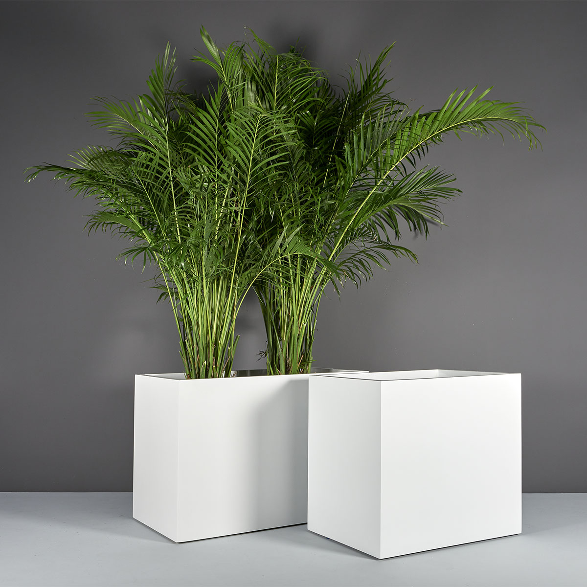70300.Set_.MBW_.Brisbane1.wplants 70300.Set .MBW .Brisbane1.wplants